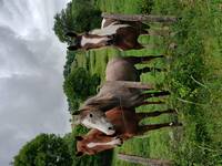 Les pouliches