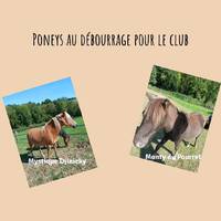 Poneys au débourrage